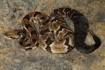 Timber Rattlesnake Found May 2011.