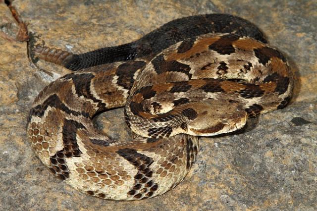 Timber Rattlesnake Found May 2011.