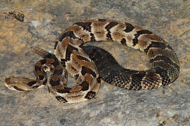 Timber Rattlesnake Found May 2011.