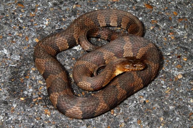 Midland Water Snake Found April 2011.