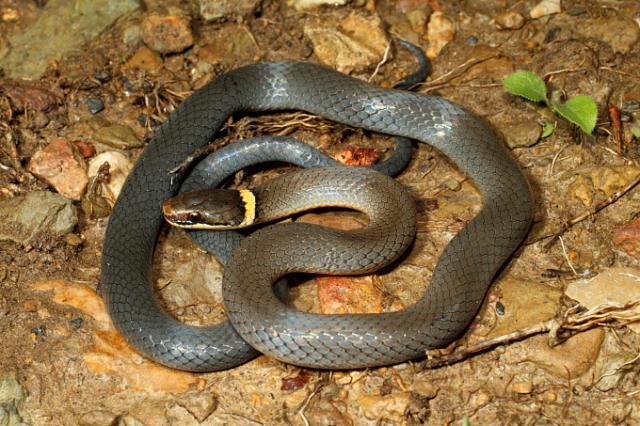 Northern Ringneck Snake Found 16 May 2011 Casey County.