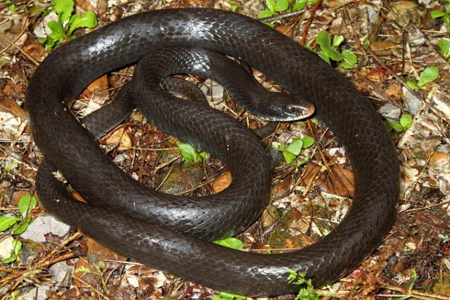 Black Racer Found 16 May 2011 In Casey County, KY.