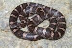 Milk Snake Found 16 May 2011 In Washington County, KY.
