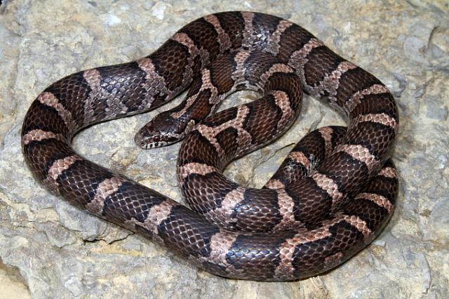 Milk Snake Found 16 May 2011 In Washington County, KY.