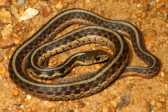 Eastern Garter Snake Found In Fulton County, KY May 2011.