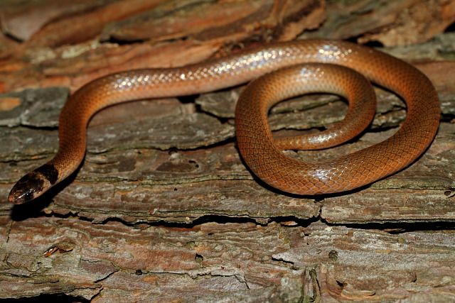 South Eastern Crowned Snake.