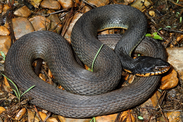 Plainbelly Water Snake Found In Graves County, KY May 2011.