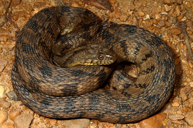 Diamondback Water Snake Found 2011.