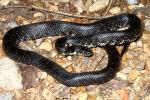 Black Kingsnake Found May 2011 In Trigg County, KY.