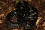 Gravid Black Kingsnake Found May 2011 In Calloway County, KY.