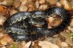 Black Kingsnake Found May 2011 In Graves County, KY.