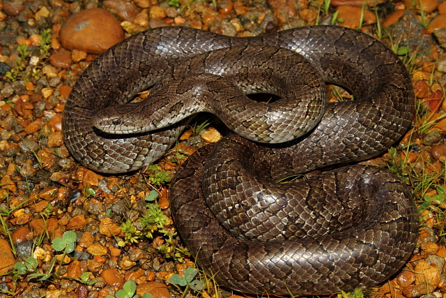 Prairie Kingsnake Found May 2011 In West KY.