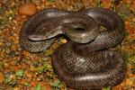 Prairie Kingsnake Found May 2011 In West KY.