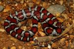 A Young Intergrade Milk Snake Found May 2011 In West KY.