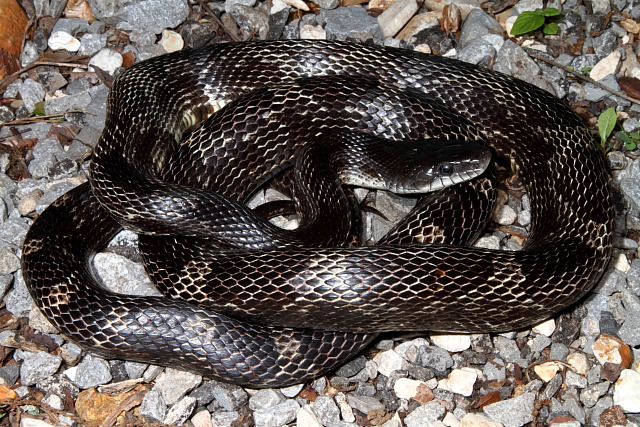 Rat Snake Found May 2011 In Trigg County, KY.