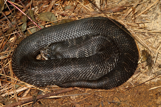 Eastern Hognose Found Under Metal May 2011 Preparing To Shed.