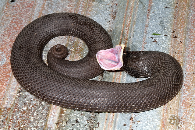 Eastern Hognose Snake Found May 2011 Between Sheets Of Metal.