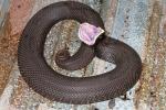 Eastern Hognose Snake Found May 2011 Between Sheets Of Metal.