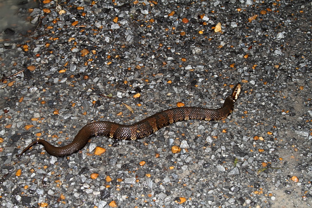 Cottonmouth Found On Road May 2011.