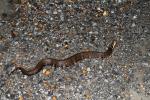 Cottonmouth Found On Road May 2011.