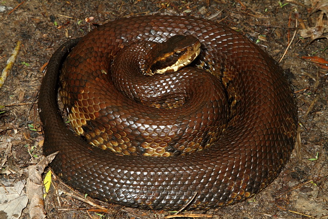 Cottonmouth Found May 2011 In Caldwell County, KY.