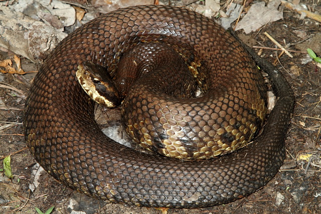 Cottonmouth Found May 2011 In Caldwell County, KY.