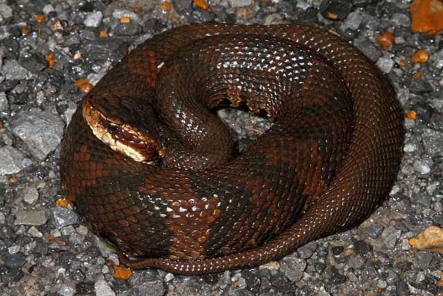 Cottonmouth Found May 2011 In Graves County, KY.