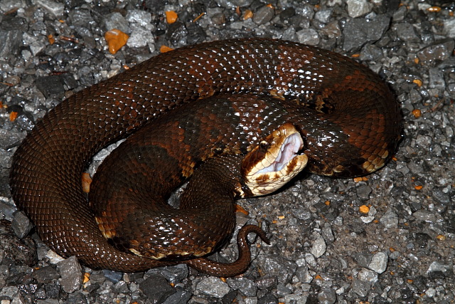 Cottonmouth Found May 2011 In Graves County, KY.