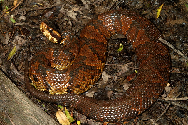 Cottonmouth Found May 2011 In Butler County, KY.