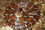 Milk Snake From Louisville May 2011.