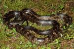 Rat Snake Found In Louisville May 2011.