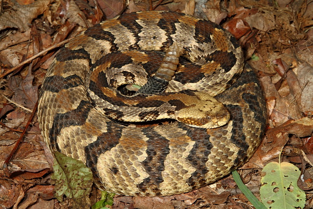 Timber Rattlesnake Found Spring 2011.