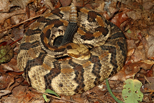 Timber Rattlesnake Found Spring 2011.