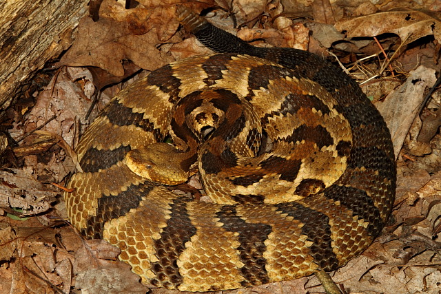 Timber Rattlesnake Found Spring 2011.