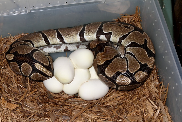 2011 Ball Python Clutch #9 Laid 30 May. Albino Tiger Possible Het Snow Male Bred To Possible Double Het Snow Banded Female.