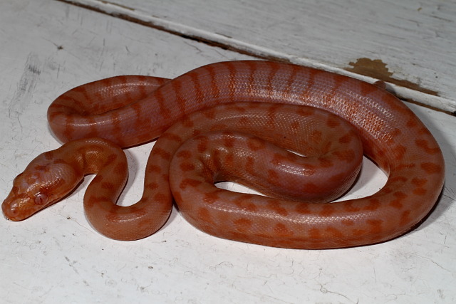 Albino Carpet Python Hatchling 3 June 2011. The Second To Hatch From The 2011 Clutch. A Female.