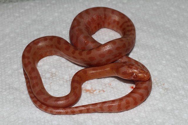 Albino Carpet Python Hatched 3 June 2011.