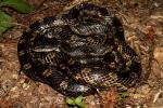Rat Snake Found 5 June 2011 In West KY.