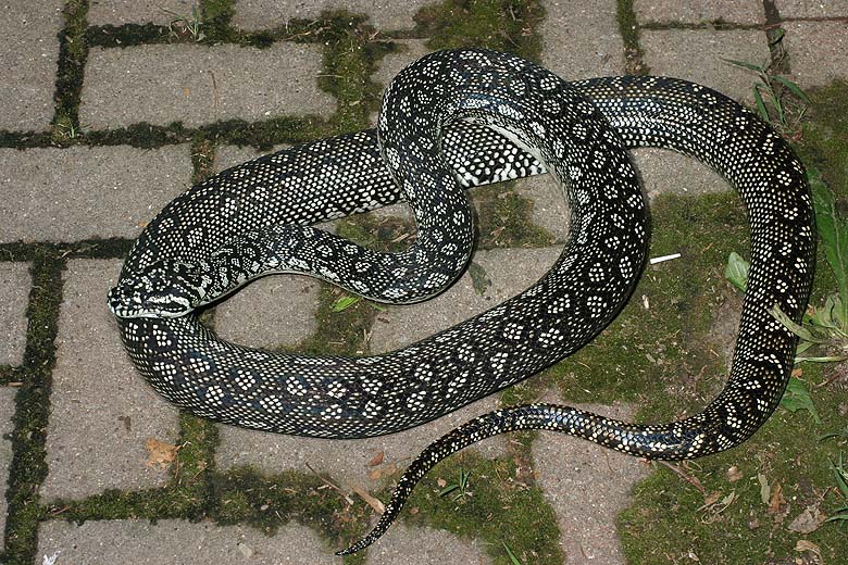 Riverbanks Female Breeder.