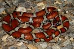 An Intergrade Milk Snake Found June 2011 In West KY.