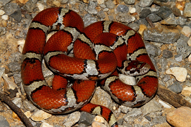 An Intergrade Milk Snake Found June 2011 In West KY.