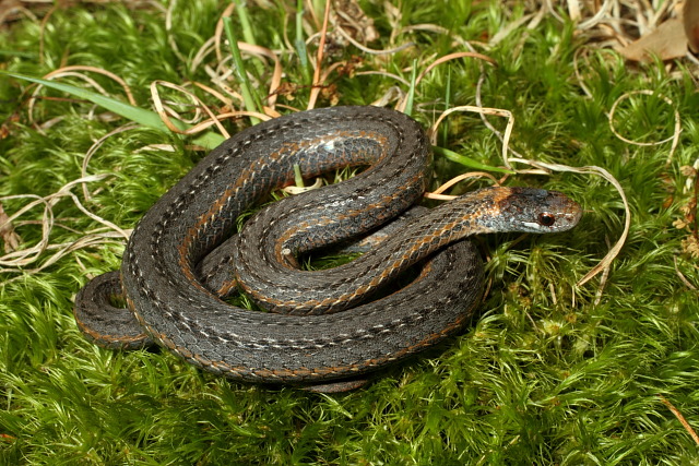 Red Belly Snake Found June 2011.