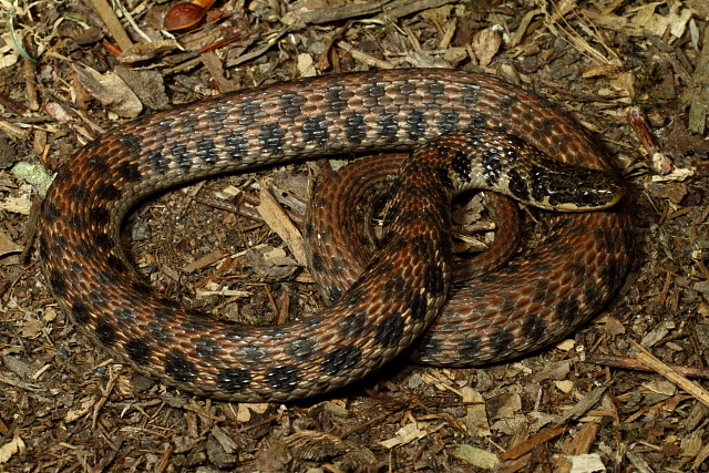 Kirtland's Snake Found Late Spring 2011.