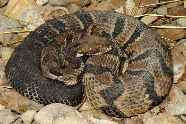 A Timber Rattlesnake Found In Casey County, KY 2011.