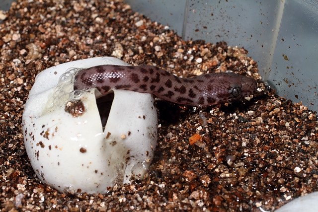 Children's Python Pipping 13 June 2011. The First Example Of This Species I Hatched.