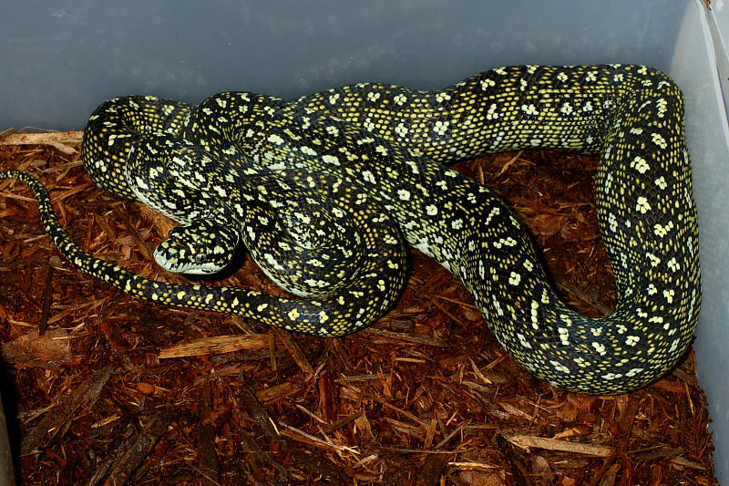 Yearling Female.