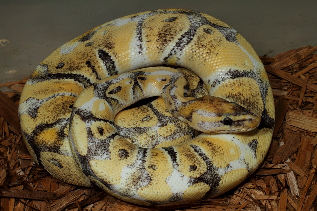 Male 2010 Paradox Albino Ball Python Yearling Photo Taken June 2011.