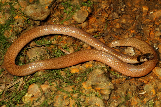 Southeastern Crowned Snake Found June 2011.