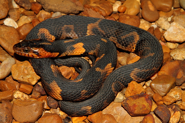 A Yearling Broad Banded Water Snake Found June 2011.