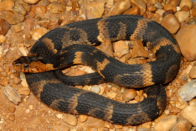 A Yearling Broad Banded Water Snake Found June 2011.